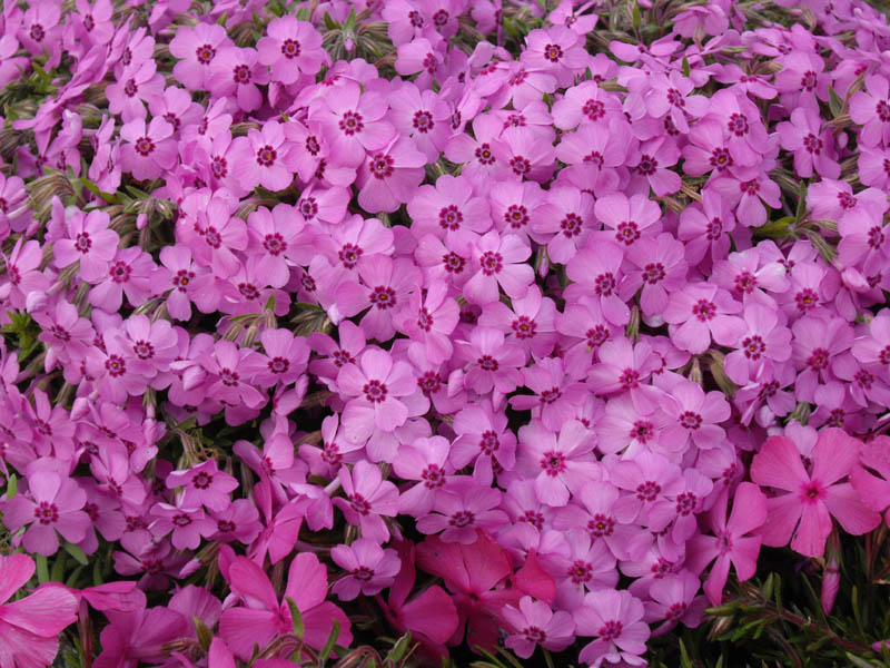 Phlox subulata 'Holly' photo